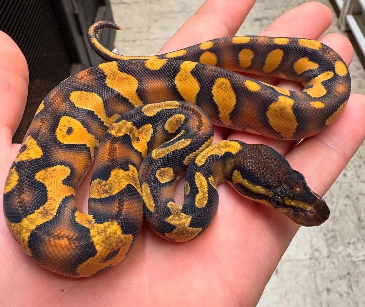 Are ball pythons good pets for beginners?