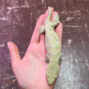 Where To Order Leachianus Gecko Online