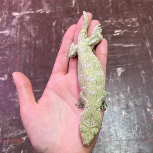 Where To Order Leachianus Gecko Online