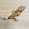 Tiger Superdalmatian Crested Gecko For Sale