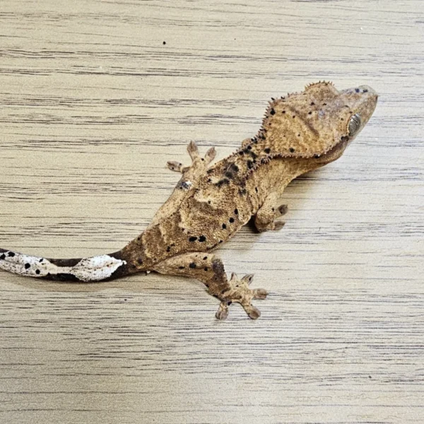 Tiger Superdalmatian Crested Gecko For Sale