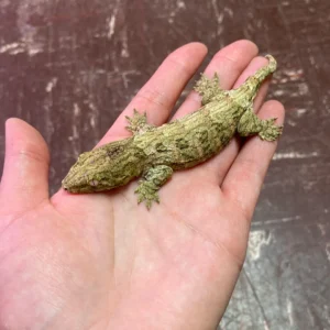 Leachianus Gecko For Sale