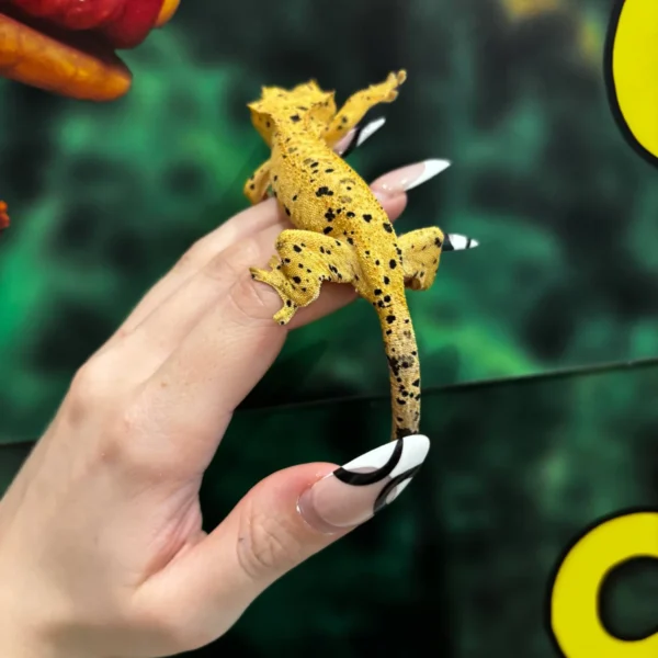 Oilspot Inkspot Superdalmatian Crested Gecko