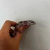Baby Montanus Leopard Geckos For Sale
