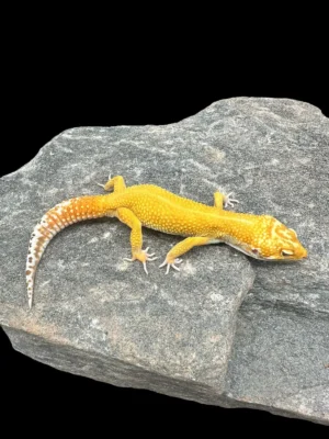 Order Leopard Gecko Online USA