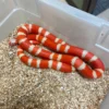 Buy Milksnake Online USA