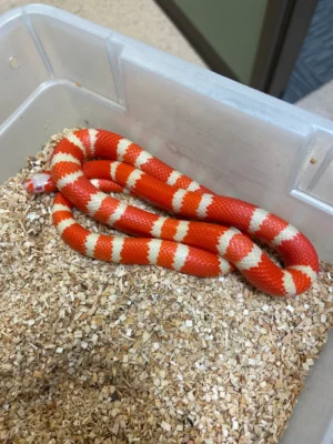 Buy Milksnake Online USA
