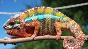 Buy Panther Chameleon