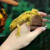 Oilspot Inkspot Superdalmatian Crested Gecko