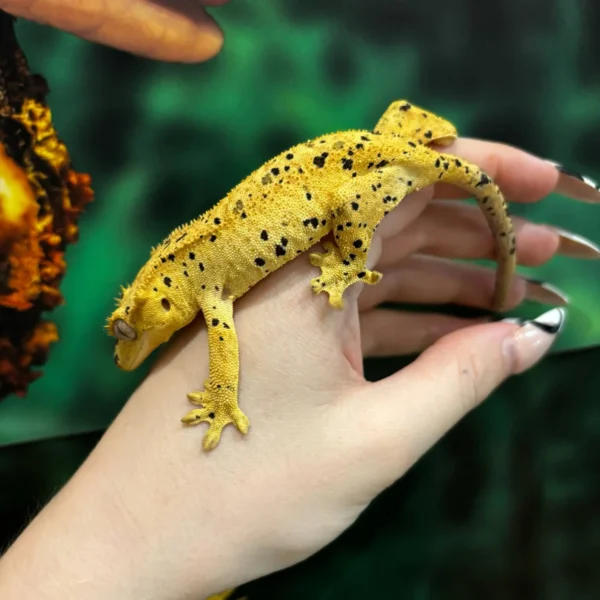 Oilspot Inkspot Superdalmatian Crested Gecko