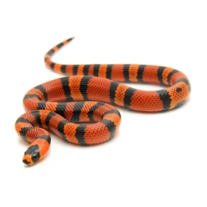 Order Milk Snakes Near Me