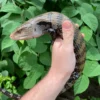 Merauke Blue Tongue Skink Adultss (Tiliqua scincoides)