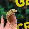 Crested Gecko For Sale 