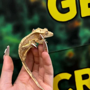 Crested Gecko For Sale 