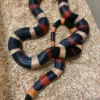 Buy Milk Snake Near Me