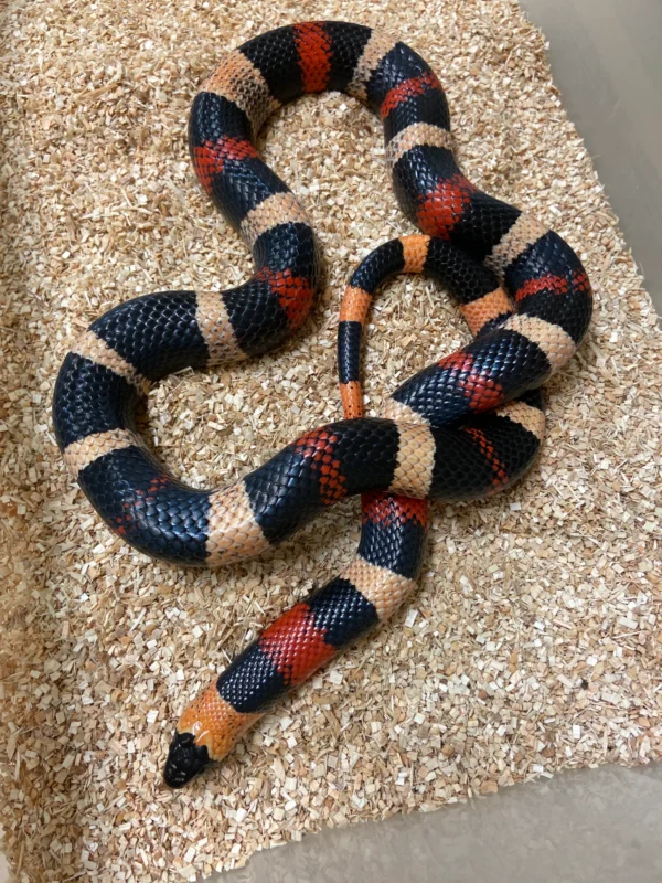 Buy Milk Snake Near Me