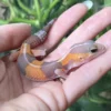 Baby Albino African Fat-Tail Gecko For Sale