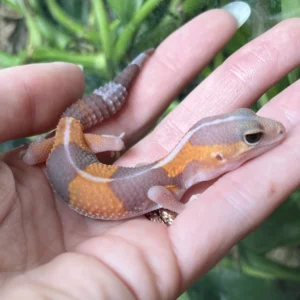 Baby Albino African Fat-Tail Gecko For Sale