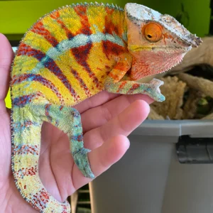 Buy Madagascar Panther Chameleons