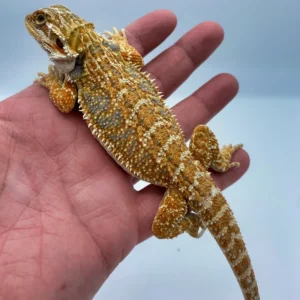 Baby Bearded Dragon for Sale