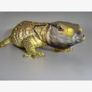 Buy Black Throat Monitors Online