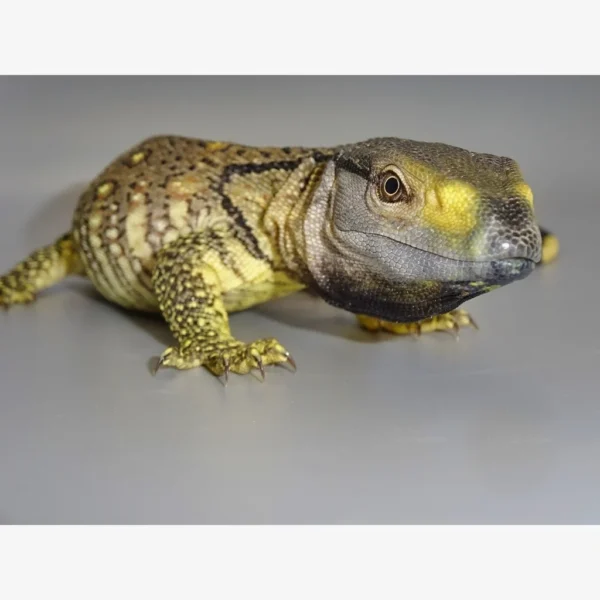Buy Black Throat Monitors Online