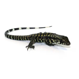 Buy Tegus Online USA