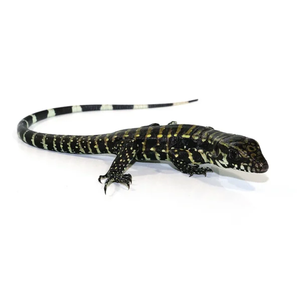 Buy Tegus Online USA