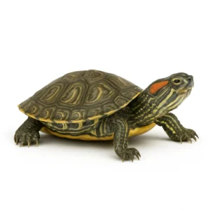 Brazilian D’Orbigny’s Slider Turtles