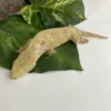 Where To Order Leachianus Gecko Online