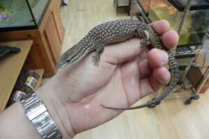 Buy Ackie Monitor Online