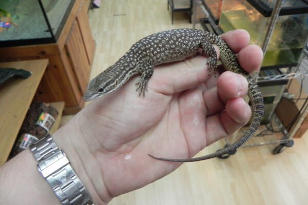 Buy Ackie Monitor Online