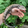 Buy Blue-Tongued Skink Online