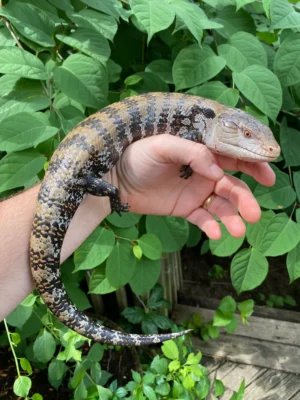 Buy Blue-Tongued Skink Online
