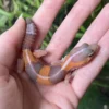 Baby Albino African Fat-Tail Gecko For Sale