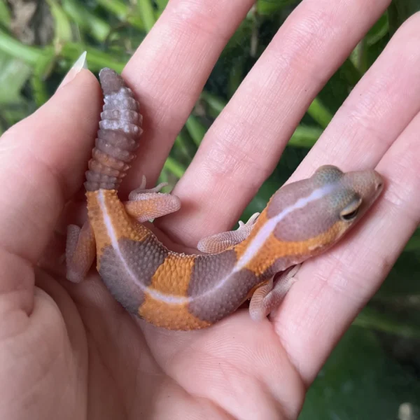 Baby Albino African Fat-Tail Gecko For Sale