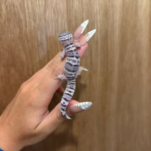 Buy Leopard Geckos For Sale