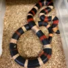 Buy Milk Snake Near Me
