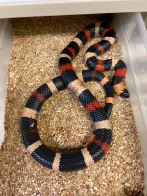Buy Milk Snake Near Me