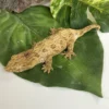 Leachianus Gecko For Sale
