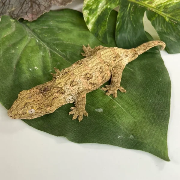 Leachianus Gecko For Sale