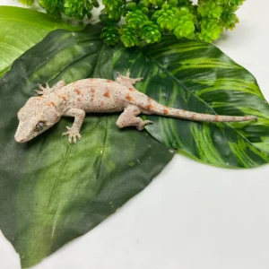 Banded Orange Blotch Reticulated Gargoyle Gecko
