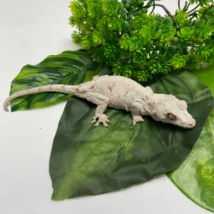Orange Blotched Reticulated Gargoyle Gecko