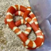 Buy Milksnake Online USA