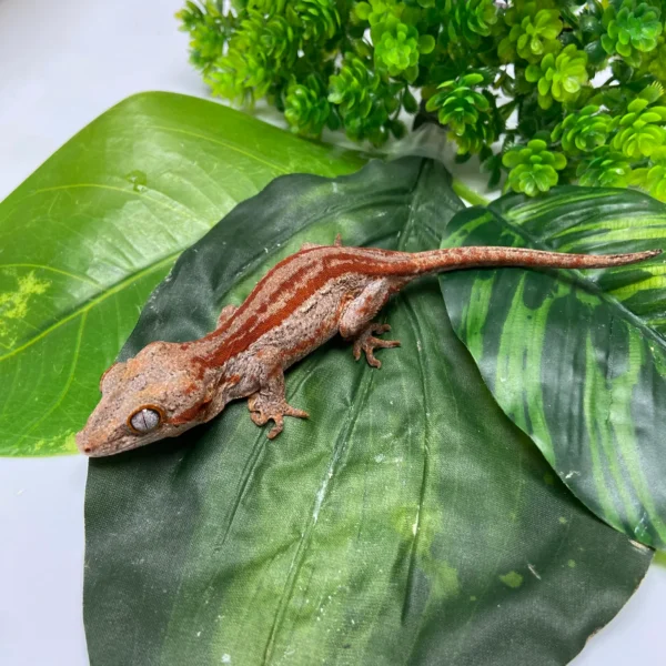 Red/Orange Super Stripe Gargoyle Gecko