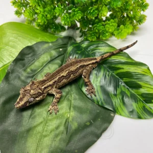 Black & White Super Stripe Gargoyle Gecko
