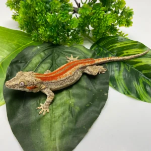 Orange Stripe Gargoyle Gecko 2024 Male EH03