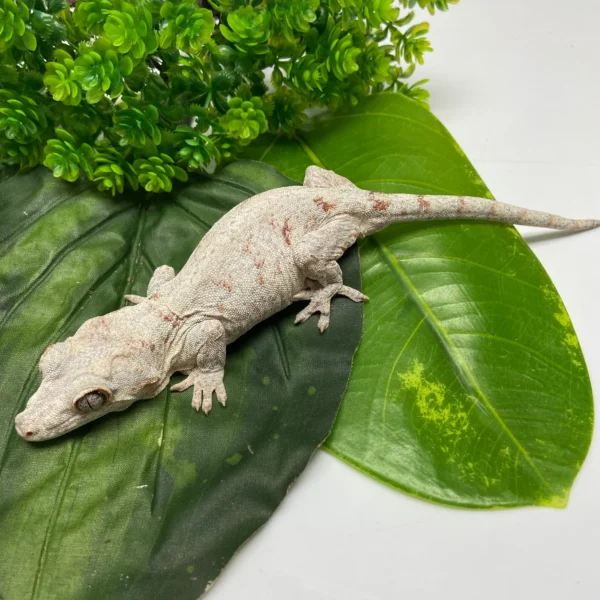 Orange Blotched Reticulated Gargoyle Gecko