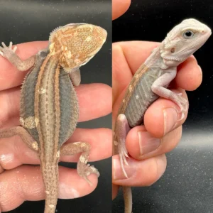 Dragon Bearded Lizard for Sale