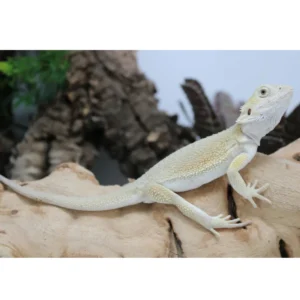 Bearded Dragon Female for Sale